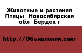 Животные и растения Птицы. Новосибирская обл.,Бердск г.